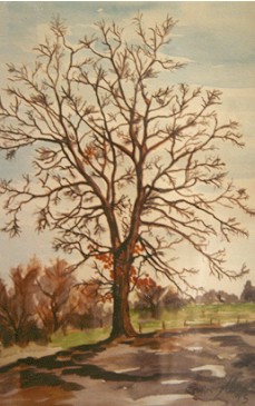 Buche im Herbst