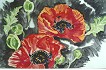 Roter Mohn