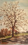 Buche im Herbst