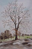 Buchenbaum/Gries�bach