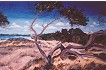 Strand III (�l auf Leinwand)