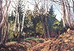 Waldweg 20m vor meinem Haus (Remscheid, N�delshalbach)