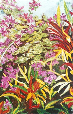 Bougainvillea