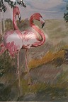 Flamingos