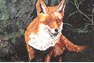 Fuchs im Unterholz