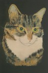 Hauskater 'Danny'