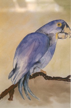 blauer Ara