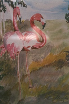 Flamingos